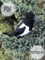 magpie diy.png