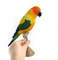 Sun conure.jpg