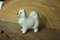 Figurine Samoyed, Spitz porcelain