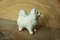 statuette Samoyed, Spitz porcelain