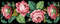 Border_of_roses_10 — копия.jpg