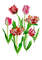 Poster Background with tulips4-031 A4 size_1.JPG