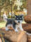 siberian-husky-dog-toy.jpg