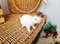 White rat with red eyes toy. Soft toy mouse nature