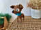 Stuffed mini terier dog toy gift decor  (1).jpg