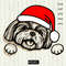 Christmas Shih Tzu with Santa hat.jpg