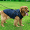 dogjacketharnessnavyblue.png