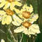 Chamomile 2-4.jpg