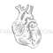ANATOMIC HEART [site].jpg