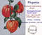 Photostitch Physalis.jpg