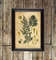 artemisia-absinthium-occul1t-botanic-art-print.jpg