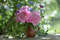 Pink peonies in a clay jug