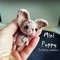 Dog knitting pattern, cute puppy, chihuahua pattern, cute toy, knitted brooch or keychail, tutorial, doll accessopies 1.jpg