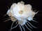 white-feather-fascinator-1.jpg