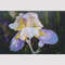 Iris - rainbow flower.jpg