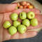 miniature fruits.jpg