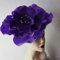 Violet anemone Kentucky Derby Ha.jpg