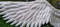 adult wings costume, white angel wings, angel wings, Christmas wings, anime cosplay wings, Aziraphale wings, Aion wings, Ikaros wings, Gabriel angel wings, fair