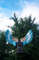 bluebird wings costume, parrot wings costume, gleaming fairy wings, shining jaybird, angel wings costume, lucky bird wings, kids wings costume, blue wearable wi