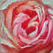 Roses_3.jpg