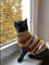 свитер для кошки.jpg
