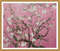 Pink Almond Blossom2.jpg
