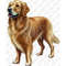 MR-2682023192337-golden-retriever-dog-png.jpg