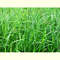 green_grass_aesthetic_nature_photography_art_print_ms.JPG