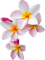Flower (10).png