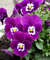 pansy-331329_1920.jpg