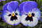 pansy-5078010_1920.jpg