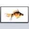 fish_preview.jpg