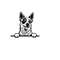 MR-510202317514-peeking-red-heeler-svg-peeking-red-heeler-clipart-peeking-image-1.jpg