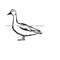 MR-610202315628-mallard-duck-svg-wild-duck-svg-mallard-svg-duck-clipart-image-1.jpg