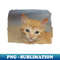 VR-20231108-14992_Orange Tabby Baby Cat 01 5190.jpg