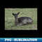 AK-4786_Fallow Deer 6251.jpg
