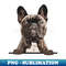 MS-9158_Cute French Bulldog Face 2448.jpg