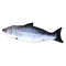 u8aQ20CM-Pet-Cat-Toy-Fish-Built-In-Cotton-Battery-Free-Ordinary-Simulation-Fish-Cat-Interactive-Entertainment.jpg