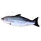 ePHq20cm-Cat-Favor-Fish-Toy-Stuffed-Fish-Shape-Cat-Scratch-Board-Scratching-Post-plush-toys-For.jpg