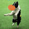 Lc1DSilicone-Flying-Saucer-Funny-Dog-Cat-Toy-Dog-Game-Flying-Discs-Resistant-Chew-Puppy-Training-Interactive.jpg