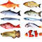 9gIzCat-Toy-Training-Entertainment-Fish-Plush-Stuffed-Pillow-20CM-Simulation-Fish-Cat-Toy-Fish-Interactive-Pet.jpg