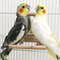 ONOwBird-Parrot-Toy-Supplies-Wooden-Cloud-Ladder-Climbing-Jump-Platform-Ladder-Pet-Supplies-With-Mirror-Stand.jpg