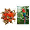 QLBjBird-Ball-Chew-Toy-with-Knots-4cm-Dia-Foot-Toy-Suitable-for-Amazon-Parrot-African-Grey.jpg