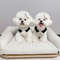 l613Pet-Dog-Jumpsuits-for-Rabbit-Print-Dog-Sling-Dress-Summer-Winter-Pet-Outfits-Puppy-Skirt-Dog.jpg