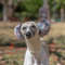 2uFYItalian-Greyhound-Whippet-hat-with-fur-ball-pet-hat-in-winter-elastic-wool-puppy-big-dog.jpg