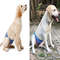 4sDEXS-2XL-Large-Dog-Diaper-Sanitary-Physiological-Pants-Reusable-Teddy-Golden-Male-Dog-Shorts-Underwear-Briefs.jpg