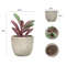 L4BIMini-Artificial-Aloe-Plants-Bonsai-Small-Simulated-Tree-Pot-Plants-Fake-Flowers-Office-Table-Potted-Ornaments.jpg