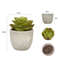 HAD1Mini-Artificial-Aloe-Plants-Bonsai-Small-Simulated-Tree-Pot-Plants-Fake-Flowers-Office-Table-Potted-Ornaments.jpg