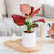 Mq57Plastic-Flower-Pot-Succulent-Plant-Pot-Self-Watering-Planter-Pots-Home-Tabletop-Flower-Pot-Home-Bonsai.jpg