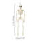 MoKgSkeleton-Halloween-Decorations-40cm-Posable-Funny-Lifelike-Plastic-Skeletons-for-Haunted-House-Graveyard-Scene-Party-Props.jpg